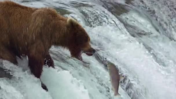 Langzame Beweging Van Alaska Bruine Beren Ursus Arctos Gyas Wachten — Stockvideo
