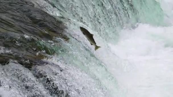 太平洋サーモンのゆっくりとした動き ノンコリンカスゴルバスチャ 北米の河川に卵を産むために滝を飛び出します — ストック動画