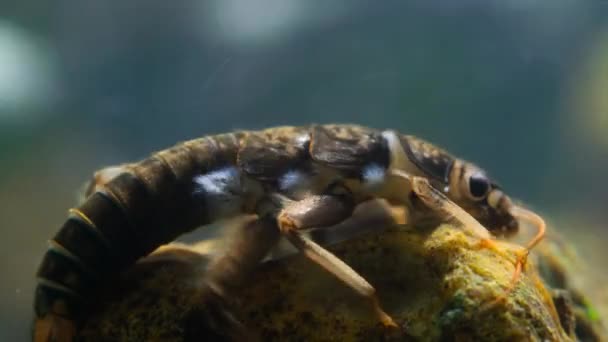 石蝇幼体 Plecoptera 与果蝇幼体 Plecoptera 的近距离接触时 它们的鳃状物可以从水中提取氧气 — 图库视频影像