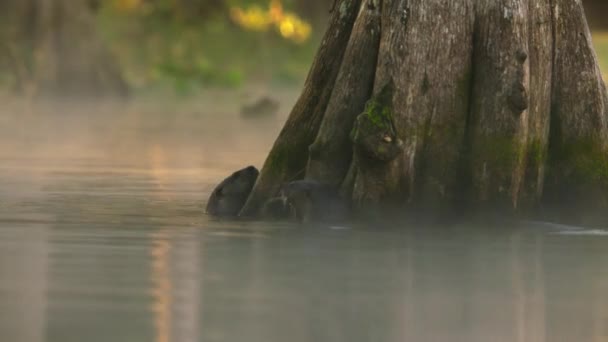 Fischotter Lontra Provocax Auf Nahrungssuche Flüssen Nordamerika — Stockvideo