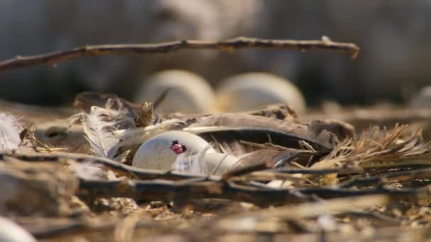 Zbliżenie Jaj Pelikana Gnieździe Pelecanus Onocrotalus Nad Jeziorem Kati Thanda — Wideo stockowe