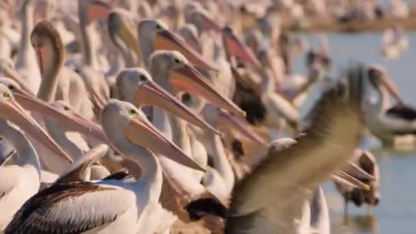 Close Pelicans Pelecanus Onocrotalus Searching Food Kati Thanda Lake Eyre — Stock Video