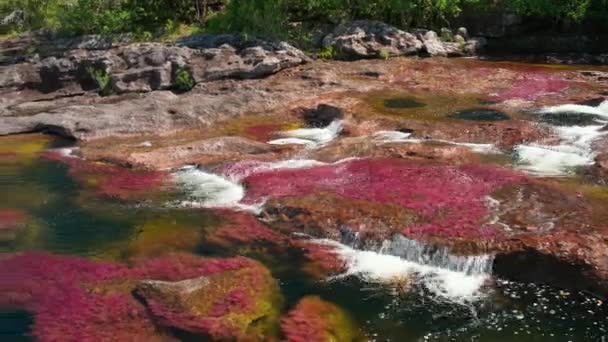 Macarenia Clavigera Rhyncholacis Clavigera Bursts Bloom Sunlight Reach Bottom Riverbed — Stock Video