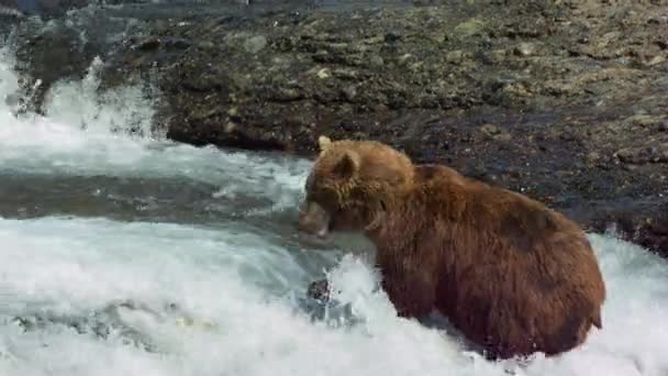 阿拉斯加棕熊 Ursus Arctos Gyas 在北美瀑布等待鲑鱼的慢动作 — 图库视频影像