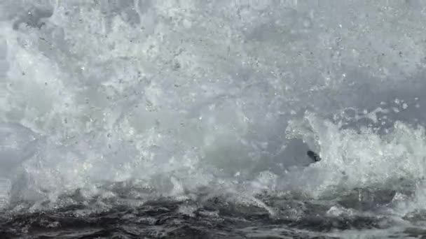 Lento Movimento Salmão Pacífico Oncorhynchus Gorbuscha Salta Cachoeiras Para Colocar — Vídeo de Stock