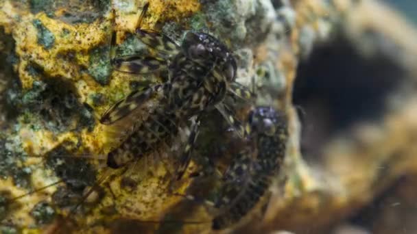 ストーンフライとメイフライ幼虫 Plecoptera の近くには 水から酸素を抽出するガイドがあります — ストック動画
