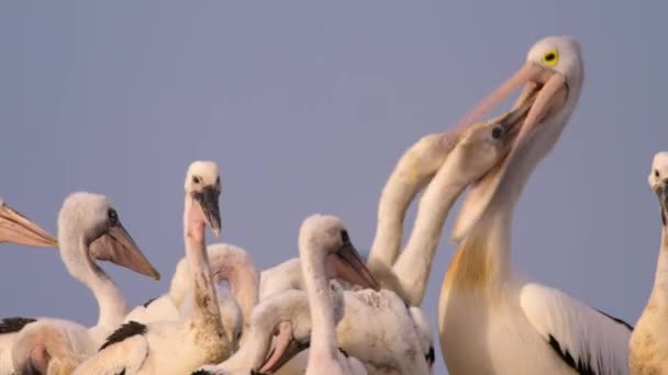 Pelican Parents Pelecanus Onocrotalus Feeding Chick Kati Thanda Lake Eyre — Stock Video