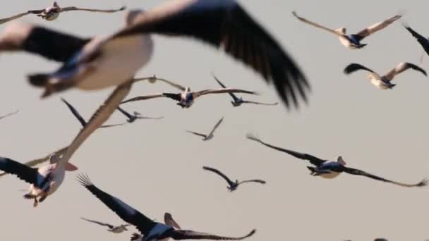 Blisko Pelikanów Pelecanus Onocrotalus Poszukujących Pożywienia Nad Jeziorem Kati Thanda — Wideo stockowe