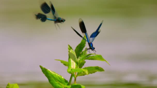 Großaufnahme Von Blauen Libellen Die Auf Blättern Sitzen Flüssen Frühling — Stockvideo