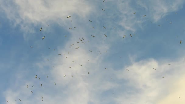 Blisko Pelikanów Pelecanus Onocrotalus Poszukujących Pożywienia Nad Jeziorem Kati Thanda — Wideo stockowe
