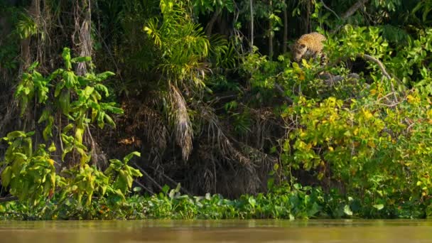 Jaguár Panthera Onca Kořist Břehu Řeky Pantanal Brazílie — Stock video