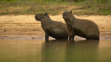 Capybara 'nın (Hydrochoerus hydrochaeris) yakınında Pantanal, Brezilya' da nehir kenarında güneşlenir..
