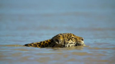 Jaguar (Panthera onca) Brezilya, Pantanal 'da nehrin kenarında avlanır..