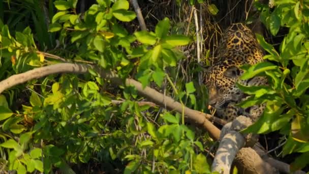 Ягуар Panthera Onca Здобич Краю Річки Пантаналі Бразилія — стокове відео