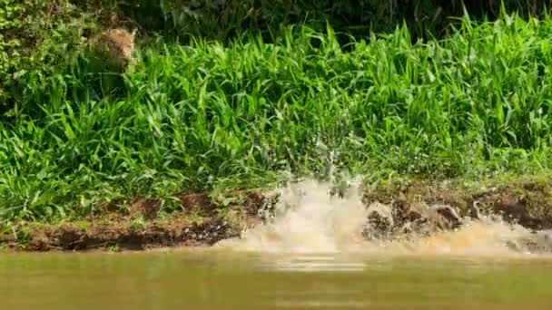 Ягуар Panthera Onca Здобич Краю Річки Пантаналі Бразилія — стокове відео