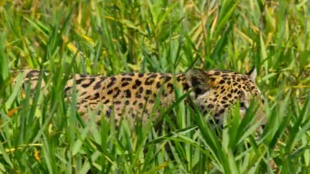 Jaguar Panthera Onca Aprovecha Orilla Del Río Pantanal Brasil — Vídeos de Stock