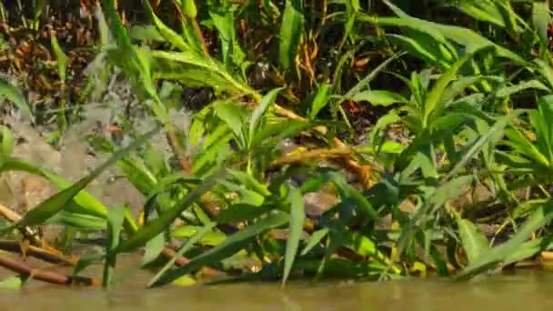 Jaguar Jaagt Een Yacare Kaaiman Aan Rivierrand Pantanal Brazilië — Stockvideo