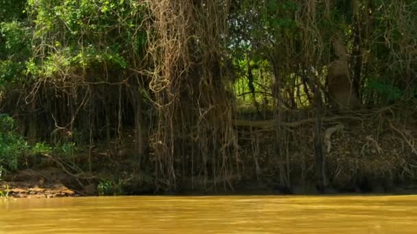Jaguár Panthera Onca Zsákmány Folyó Szélén Brazíliai Pantanalban — Stock videók