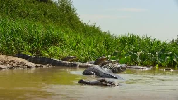 Brezilya Pantanal Yacare Kaymanı Nın Kayman Yatı Yakınında Nehir Kenarında — Stok video