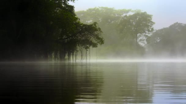 Pantanal Είναι Μια Φυσική Περιοχή Που Περιλαμβάνει Μεγαλύτερο Τροπικό Υγρότοπο — Αρχείο Βίντεο