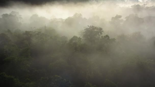 Krajobraz Powietrza Pary Powierzchni Baldachimu Dżungli — Wideo stockowe