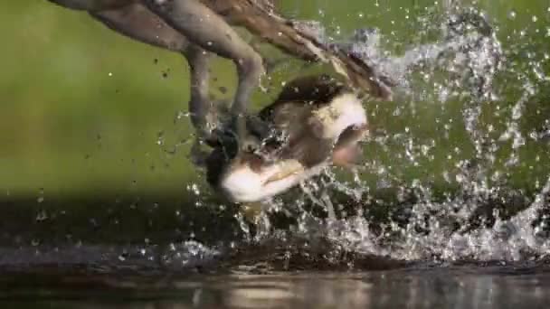 Zpomalený Pohyb Osprey Pandion Haliaetus Při Lovu Ryb Tisza River — Stock video