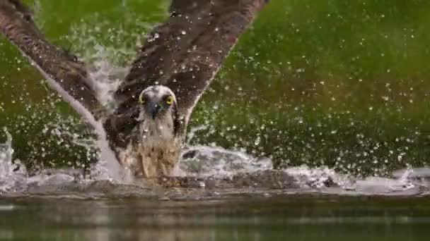Movimiento Lento Del Águila Pescadora Pandion Haliaetus Cazando Pez Río — Vídeos de Stock