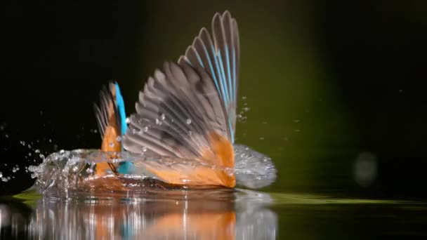 Αργή Κίνηση Του Κοινού Kingfisher Alcedo Atthis Καταδύσεις Και Αλίευση — Αρχείο Βίντεο
