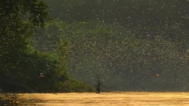 Mayfly Gigante Hexagenia Limbata Adulto Están Empezando Emerger Bailar Aparearse — Vídeos de Stock