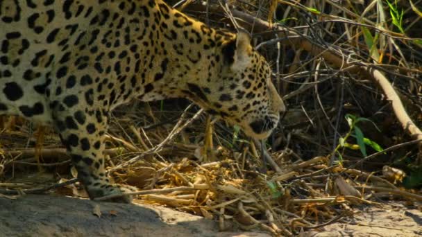 Jaguar Panthera Onca Aprovecha Orilla Del Río Pantanal Brasil — Vídeo de stock