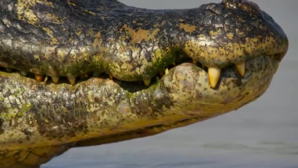 Brezilya Pantanal Yacare Kaymanı Nın Kayman Yatı Yakınında Nehir Kenarında — Stok video