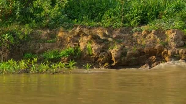 Jaguar Panthera Onca Prooi Aan Oever Van Rivier Pantanal Brazilië — Stockvideo