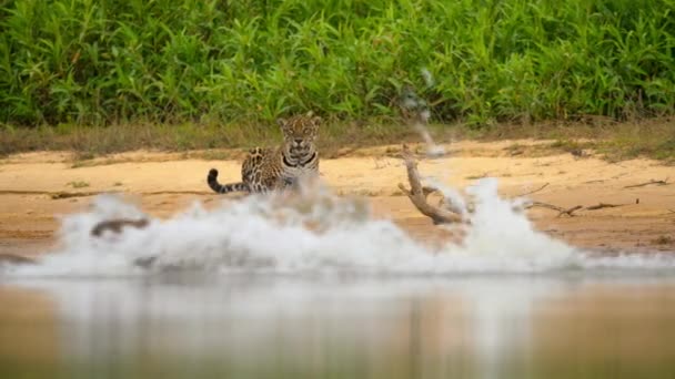 Ягуар Panthera Onca Переслідує Капібари Гідрохоери Пантаналі Бразилія — стокове відео