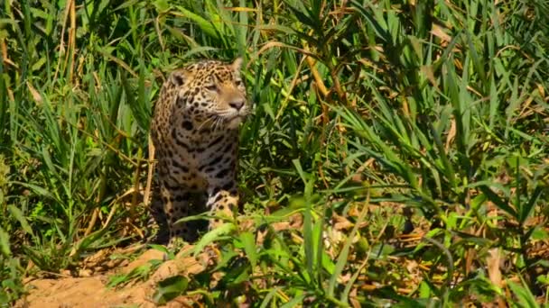 美洲豹 Panthera Onca 捕食巴西潘坦那尔河边的猎物 — 图库视频影像