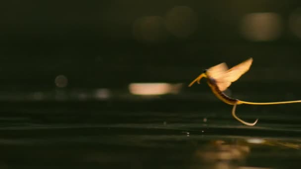 Giant Mayfly Hexagenia Limbata Adulto Stanno Iniziando Emergere Ballare Accoppiarsi — Video Stock