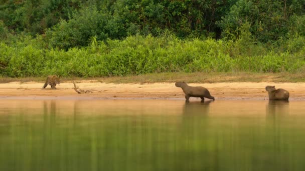 Onça Pintada Panthera Onca Persegue Capivaras Hydrochoerus Hydrochaeris Pantanal Brasil — Vídeo de Stock