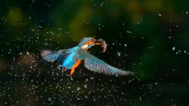 匈牙利蒂萨河 普通翠鸟 Alcedo 潜水捕捉小鱼的慢动作 — 图库视频影像