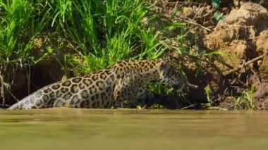 Jaguar (Panthera onca) Brezilya, Pantanal 'da nehrin kenarında avlanır..