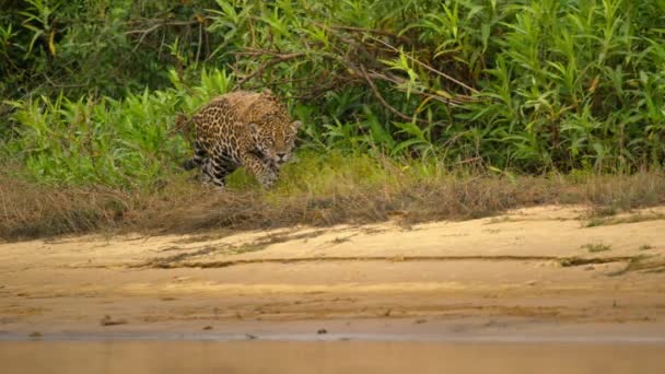 브라질 판타날의 가장자리에있는 재규어 Panthera Onca — 비디오