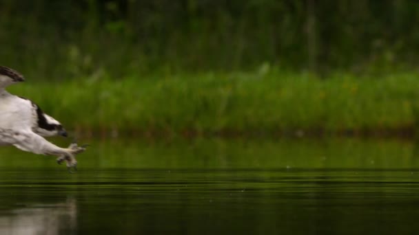 Slow Motion Osprey Pandion Haliaetus Hunting Fish Tisza River Hungary — Stock Video