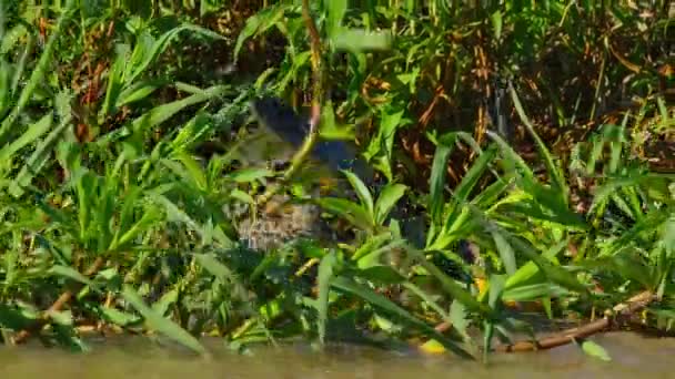 Jaguár Egy Yacare Kajmánra Vadászik Folyó Partján Brazíliai Pantanalban — Stock videók