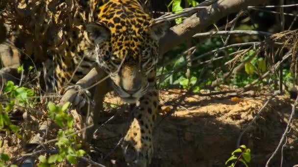 Onça Pintada Panthera Onca Presa Borda Rio Pantanal Brasil — Vídeo de Stock
