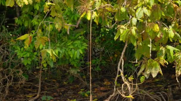 Jaguar Panthera Onca Prooi Aan Oever Van Rivier Pantanal Brazilië — Stockvideo