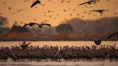 Kum tepesi turnaları (Antigone canadensis) Nebraska, Kuzey Amerika 'daki Platte Nehri' nin kumsallarında dinlenmek ve üremek için göç ederler.