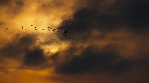 在北美内布拉斯加州普拉特河的沙滩上 沙山鹤为了休息和繁殖而迁徙 — 图库视频影像