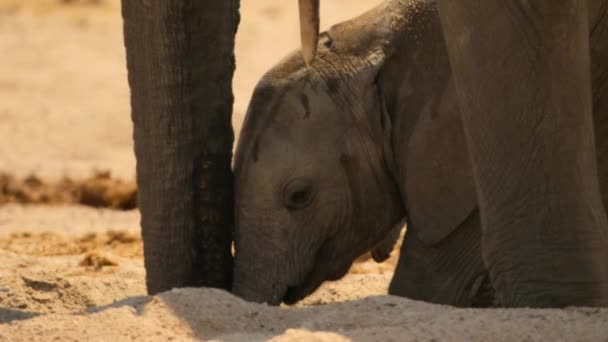 Słonie Afrykańskie Loxodonta Africana Wykorzystują Swój Tułów Kopania Dziur Piasku — Wideo stockowe