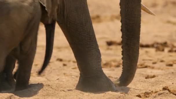 Afrika Filleri Loxodonta Africana Hortumlarını Nehir Yatağındaki Kumda Bulmak Için — Stok video