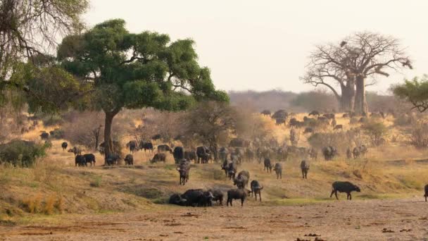 Los Búfalos Africanos Syncerus Caffer Están Buscando Agua Parque Nacional — Vídeos de Stock