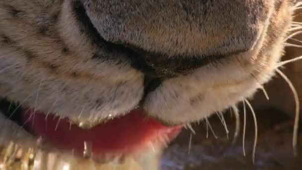 非洲狮子 Panthera Leo 正在东非坦桑尼亚鲁阿哈国家公园的水坑饮水 — 图库视频影像