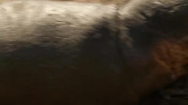 在东非的鲁阿哈国家公园 河马两栖动物 白天依靠泥巴来保持凉爽 — 图库视频影像